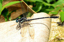 Heliogomphus promelas - Shenduruni Wildlife Sanctuary - 2014.jpg