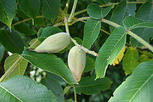 Juglans mandshurica Walnut JPG.jpg