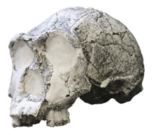KNM ER 3733 (H. ergaster).png