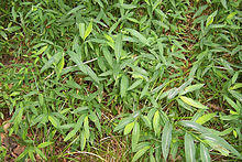 Microstegium vimineum NPS-1.jpg