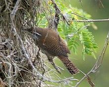 Niceforo's Wren.jpg