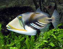 Picasso.triggerfish.arp.jpg