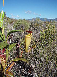 Pitcher plant Madagascar.jpg