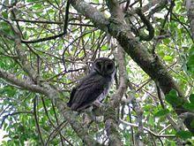 SOOTY OWL @ SCRUBBY CREEK 21APRIL15 (2).JPG