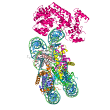 Snf2 ATPase domain in complex with a nucleosome.png