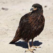 Striated Caracara on Saunders Island (5551648335).jpg