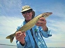 Tamar King George Whiting 55cm.jpg