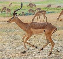 Trotting impala ram, crop.jpg