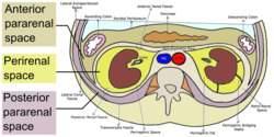 Retroperitoneal spaces.png