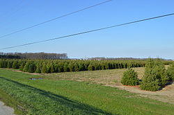 Christmas tree farm south of Potsdam