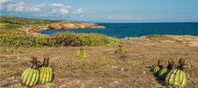 Melocactus intortus, Guánica.tif
