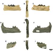 Rhizosmilodon.png
