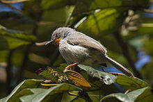 Chestnut-throated Apalis - Uganda H8O3351 (16707119014).jpg