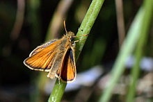 Essex skipper (Thymelicus lineola) male.jpg