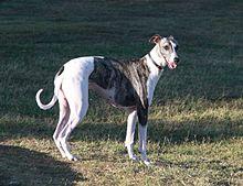 Greyhound...JPG