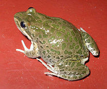 Limnodynastes tasmaniensis.jpg