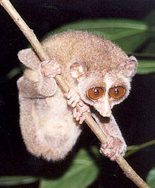 Loris tardigradus tardigradus 001.jpg