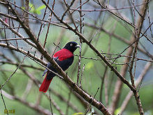 Maroon Oriole 0917.jpg
