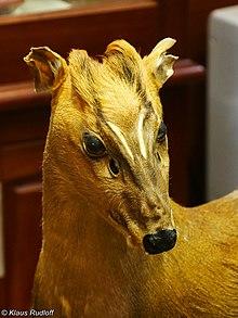 Muntiacus truongsonensis.jpg