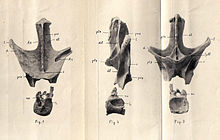 Nopcsaspondylus holotype.jpg