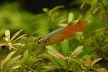 Pachypanchax omalonotus 01.jpg