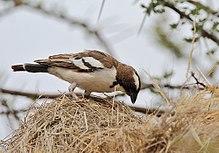 Plocepasser mahali -Samburu National Reserve, Kenya-8 (1).jpg