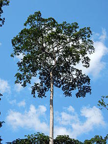 Terminalia superba.JPG