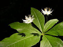 Trientalis borealis, Québec (Matthieu Gauvain).JPG