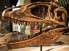Ultimate Dinosaurs Carcharodontosaurus.jpg