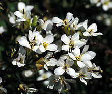 Whitlowgrass-3.jpg