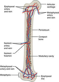 609 Body Supply to the Bone.jpg