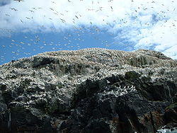 Gannets on Grassholm - geograph.org.uk - 174369.jpg