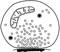Schematic of isolated synaptosome.jpg