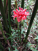 Etlingera elatior-0001 08.jpg