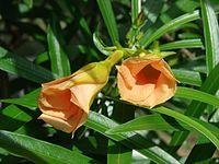 Starr 061129-1728 Thevetia peruviana.jpg