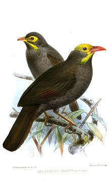 AllocotopsCalvusKeulemans.jpg