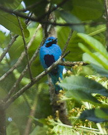 Blue Cotinga - Panama MG 2171 (16835518485).jpg