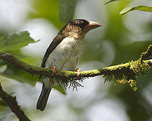 Brown Barbet (Calorhamphus fuliginosus hayii).jpg