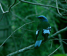 Cochoa viridis 2.jpg