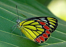 Common Jezebel Delias eucharis edit by kadavoor.jpg