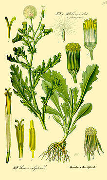 Illustration Senecio vulgaris0.jpg