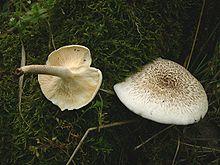 Lentinus tigrinus.JPG