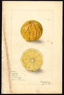 Pomological Watercolor POM00006386.jpg