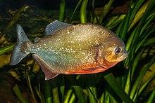 Pygocentrus nattereri - Karlsruhe Zoo 01.jpg