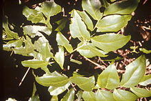 Schoepfia arenaria.jpg