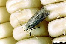 Sitotroga cerealella 1435095.jpg