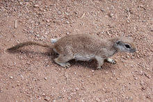 Spermophilus tereticaudus Phoenix 1.jpg