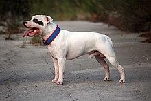 Staffordshire-bull-terrier-white-2748733.jpg