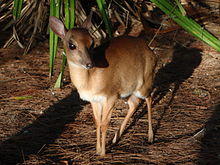Suni 3.jpg
