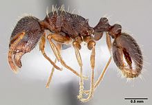 Tetramorium caespitum casent0005827 profile 1.jpg